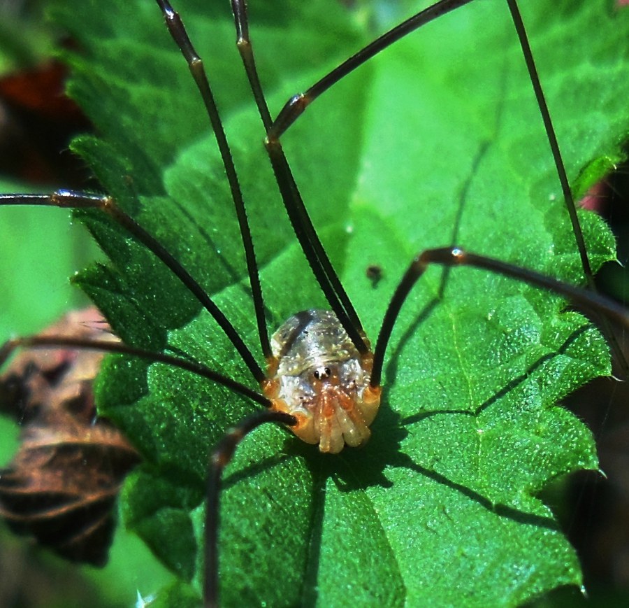 Opilio canestrinii (Phalangiidae) -  Treppio di Sambuca Pistoiese (PT)